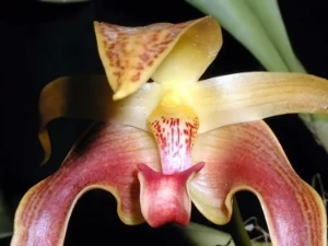 Bild von Bulbophyllum auriculatum garay 6